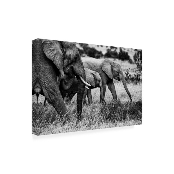 Vedran Vidak 'Elephant Family Amboseli' Canvas Art,30x47